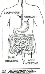 alimentary_canal